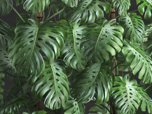 decorative monstera in a pot 10 3D Model