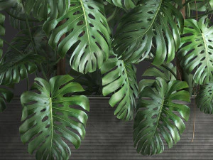 decorative monstera in a pot 10 3D Model