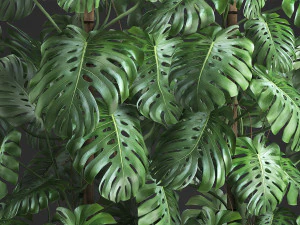 decorative monstera in a pot 10 3D Model