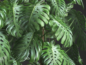 decorative monstera in a pot 10 3D Модель