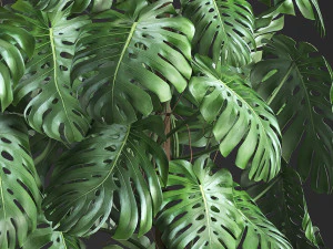 decorative monstera in a pot 10 3D Model