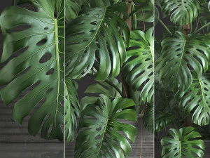decorative monstera in a pot 10 3D Model