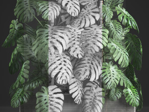 decorative monstera in a pot 10 3D Модель