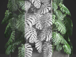decorative monstera in a pot 10 3D Model