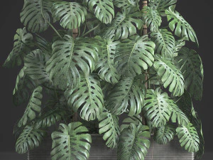 decorative monstera in a pot 10 3D Model
