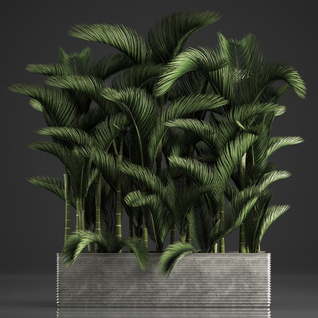 decorative palms dypsis 3 3D-Modell .c4d .max .obj .3ds .fbx .stl .blend 