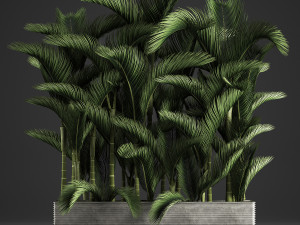 decorative palms dypsis 3 3D Model