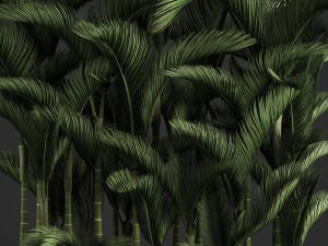 decorative palms dypsis 3 3D-Modell