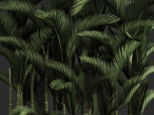 decorative palms dypsis 3 3D Model