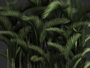 decorative palms dypsis 3 3D Model