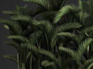 decorative palms dypsis 3 3D Model