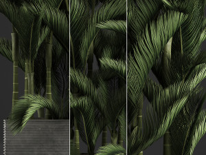 decorative palms dypsis 3 3D-Modell