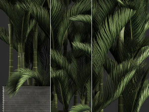 decorative palms dypsis 3 3D Model