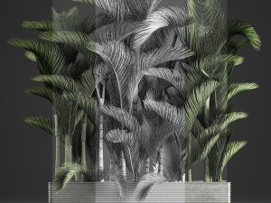 decorative palms dypsis 3 3D-Modell