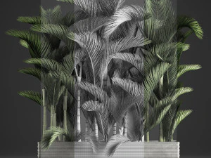 decorative palms dypsis 3 3D Model