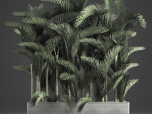 decorative palms dypsis 3 3D-Modell