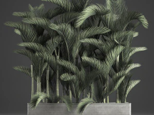 decorative palms dypsis 3 3D Model