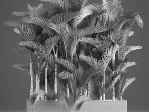 decorative palms dypsis 3 3D Model