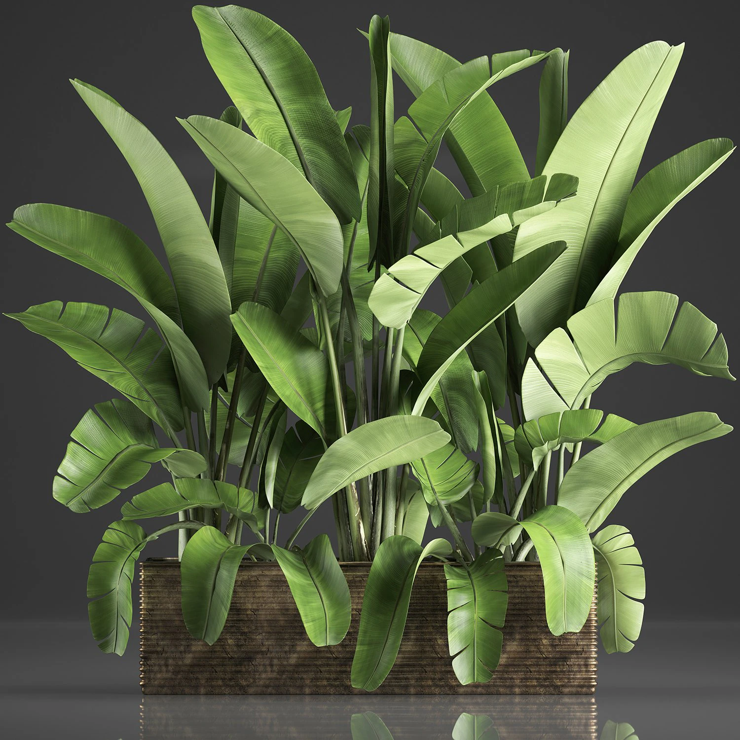 banana palm in a pot 5 3D Model .c4d .max .obj .3ds .fbx .stl .blend 