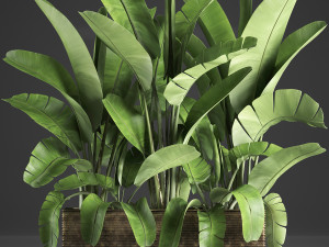 banana palm in a pot 5 3D Model