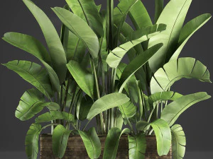 palma di banana in una pentola 5 Modello 3D