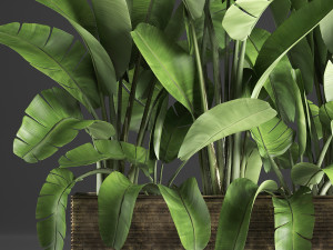 banana palm in a pot 5 Modelo 3D