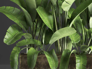 banana palm in a pot 5 3D Model