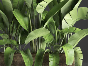 banana palm in a pot 5 3D Model