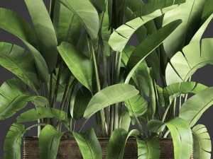 banana palm in a pot 5 3D Model