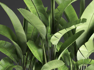 banana palm in a pot 5 3D Model