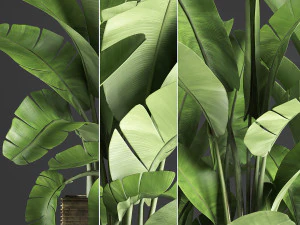 banana palm in a pot 5 3D Model