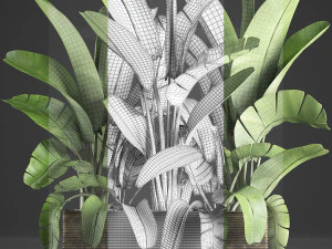 banana palm in a pot 5 3D Model