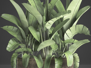 banana palm in a pot 5 Modelo 3D
