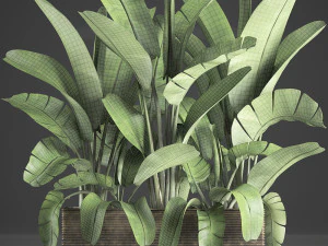banana palm in a pot 5 3D Model