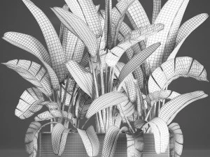 banana palm in a pot 5 3D Model