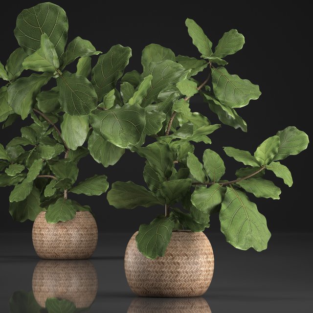 collection of exotic plants ficus trees 359 Modelo 3D .c4d .max .obj .3ds .fbx .stl .blend 