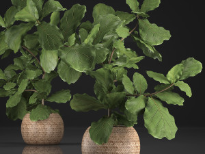 collection of exotic plants ficus trees 359 Modelo 3D