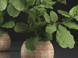 verzameling exotische planten ficusbomen 359 3D Model