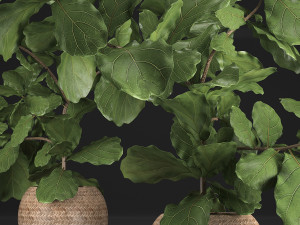 collection of exotic plants ficus trees 359 Modelo 3D