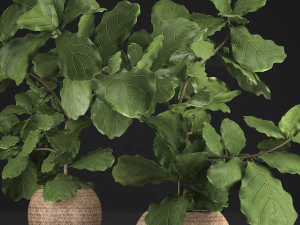 verzameling exotische planten ficusbomen 359 3D Model