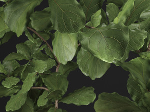 collection of exotic plants ficus trees 359 Modelo 3D