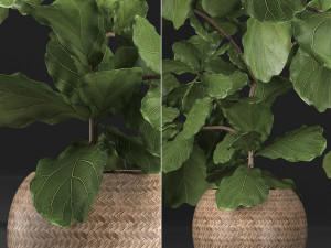 collection of exotic plants ficus trees 359 Modelo 3D