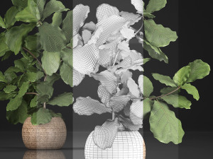 collection of exotic plants ficus trees 359 Modelo 3D