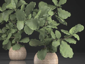 verzameling exotische planten ficusbomen 359 3D Model