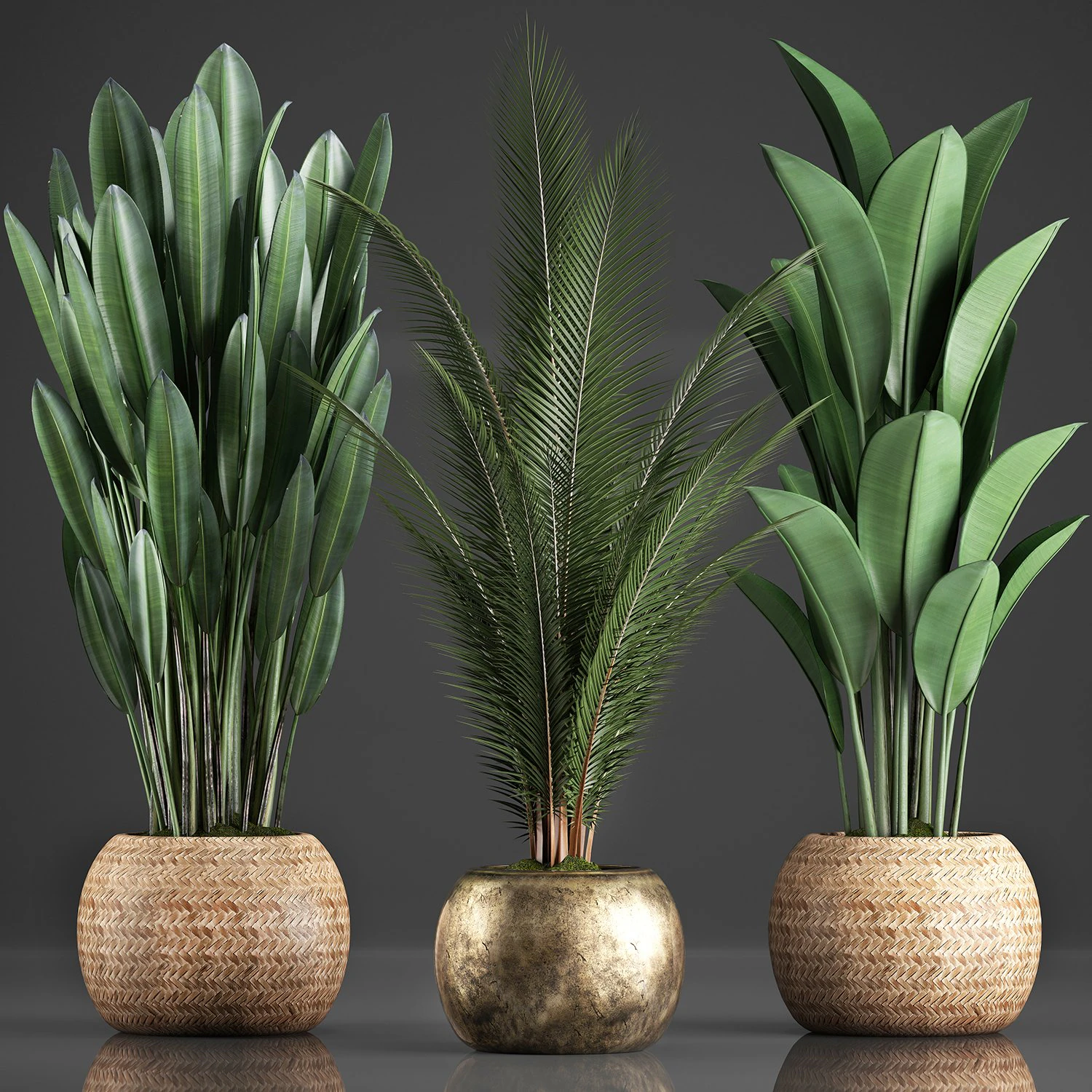 collection exotic plants 360 3D Model .c4d .max .obj .3ds .fbx .stl .blend