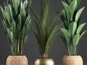 kolekcja egzotycznych roślin 360 Model 3D