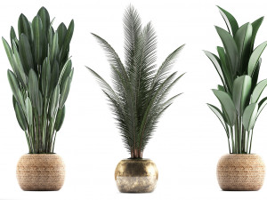 collection exotic plants 360 3D Model