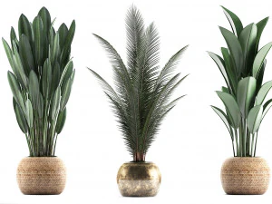 collection exotic plants 360 3D Model