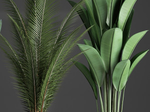 collection exotic plants 360 3D Model