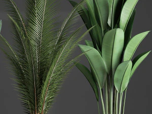 collection exotic plants 360 3D Model